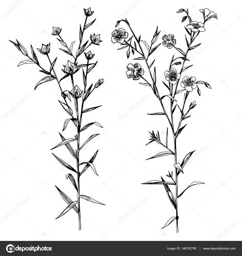Flax flower vector superfood drawing. Download royalty-free Hand drawn black and white flax ...