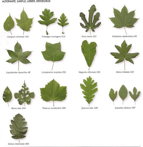 If your leaf is wide, look at other characteristics to start identifying a plant by its leaves. insideBookOfLeaves_p35 | ArtPlantae Today