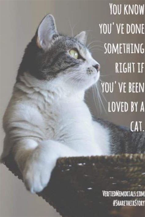 So True Just Feel Their Emotions And You Will Be Amazed Cat Love