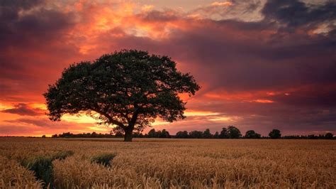 Trees Sky Wheat Clouds Landscapes Fields Sunsets Nature Hd Wallpaper
