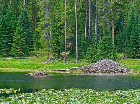 Beaver Dam In Heron Pond In Grand Teton National Park Wyoming