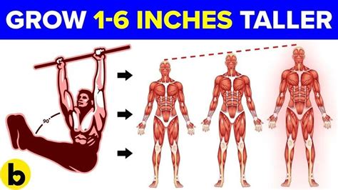 Helpful Tips On How To Grow Taller For Men How To Grow Taller Get Taller Exercises How To Be