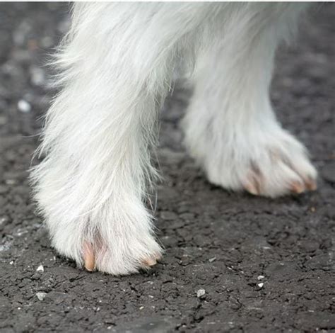 Causes Of Dog Leg Swelling Dog Discoveries