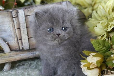 Who doesn't want to touch those smooth milky white furs and love them? Solid Blue Teacup Persian Kitten | Grey kitten, Persian ...