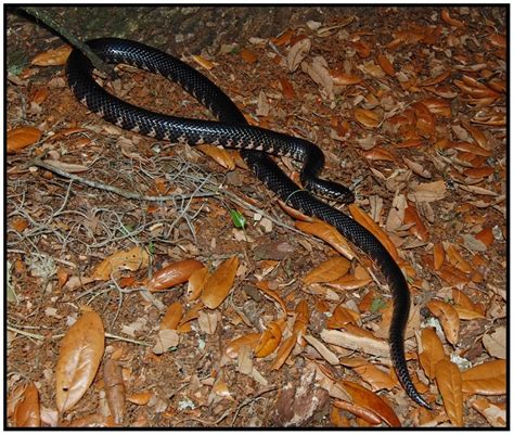 Mud Snake Florida Backyard Snakes