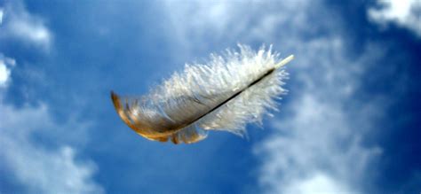 The Feather And The Wind A Little Defocused But Uh Flickr