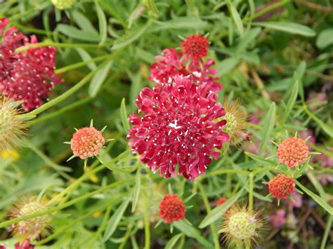 Lovely Red Scabiosa Atropurea Cutbrite Growing At Orlaya Flowers