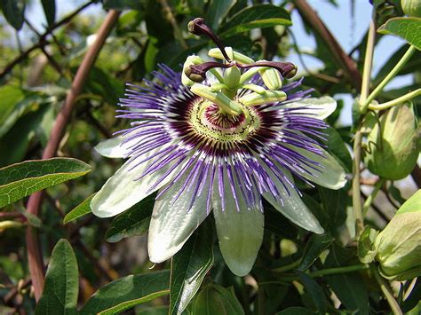 Common Blue Passion Flower Vine Passiflora Caerulea Lightly Fragrant