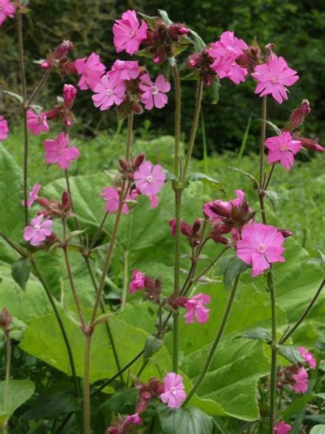 Red Campion Silene Dioica © Andrew Gaggplantlife Another Beautiful