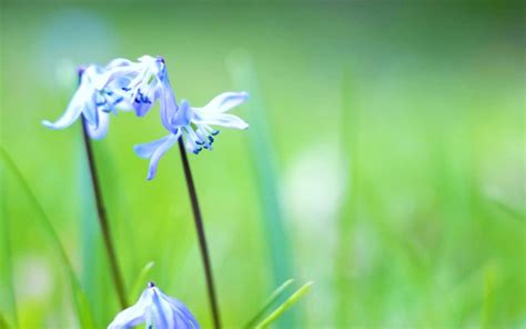 Lawn Weeds With Blue Flowers 9 Types