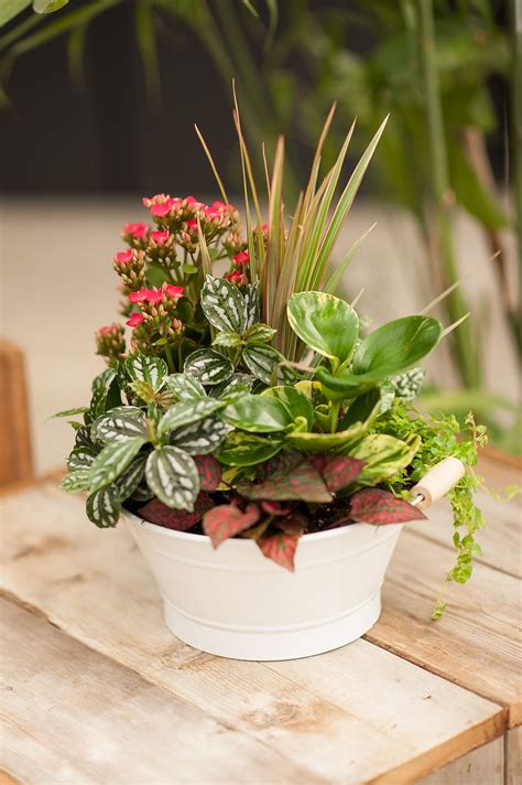 Stunning Tropical Tin Planter From Our Wholesale Department Succulent