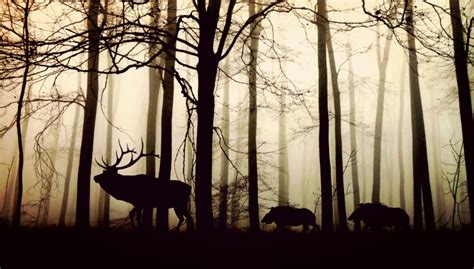 Free Images Forest Animal Elk Wild Boar Pig Tree Woody Plant