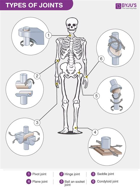 We refer to an integrated unit as an organ system. Types Of Joints - Classification of Joints in the Human Body