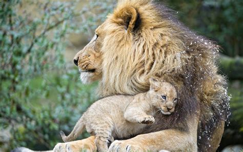 Quotes Romantic Wallpapers Nature Animals Lion Quotes And Wallpaper Z