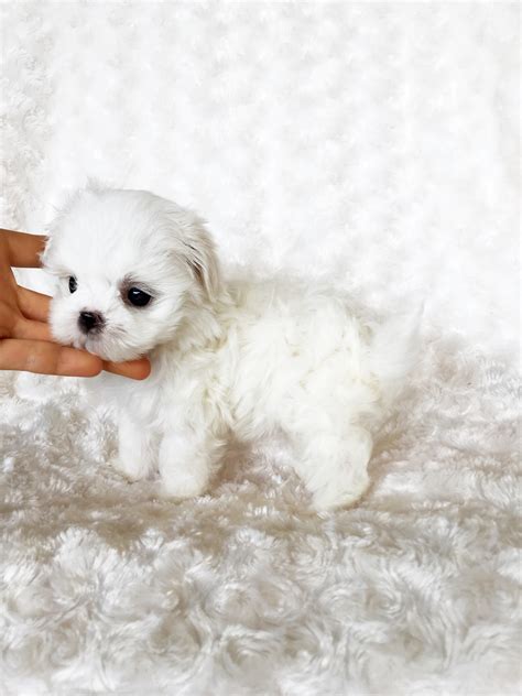Tiny Teacup Maltese Puppy For Sale Bunny Iheartteacups