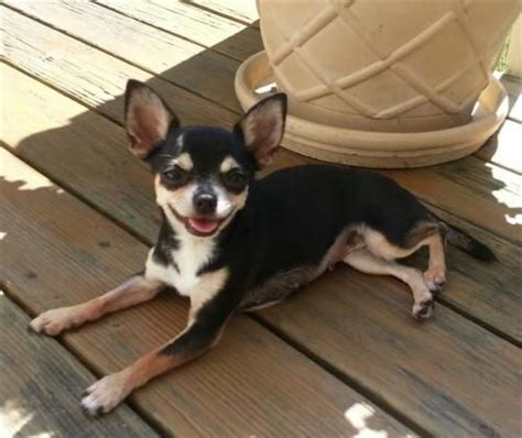 Adopt Billy Jean On Petfinder Dog Adoption Cute Chihuahua Chihuahua