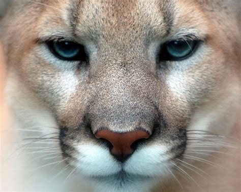 Animales De Cordoba Y El Mundo Puma Puma Concolor Familia Felidae