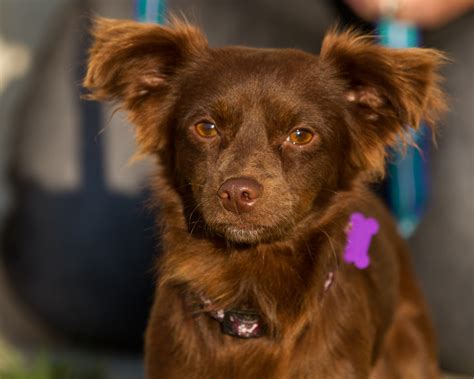 Papillon Dachshund Mix