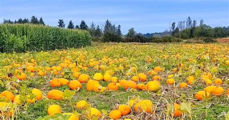 15 Best Pumpkin Patches In The Us 2020 2022