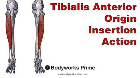 Tibialis Anterior Tendon Insertion