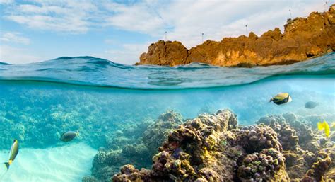 Into The Blue Best Snorkel Sites On Maui Tropixtraveler