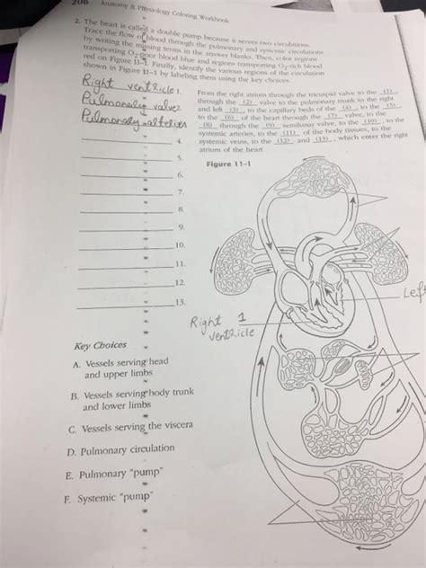 Anatomy And Physiology Coloring Workbook Answers Pdf Chapter 5