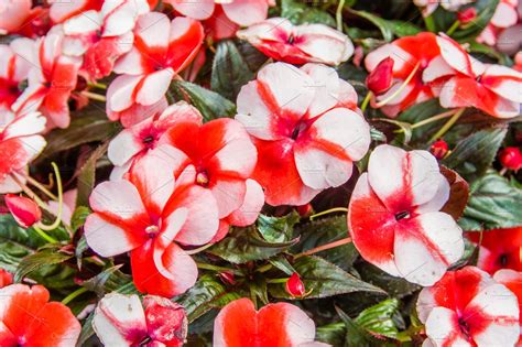 Red And White Striped Impatiens Flowers Nature Photos Creative Market