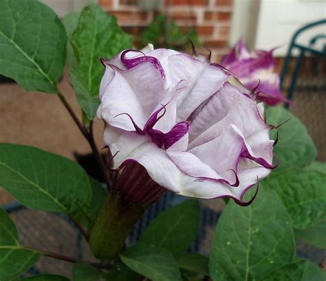 Purple Moonflower Flickr Photo Sharing