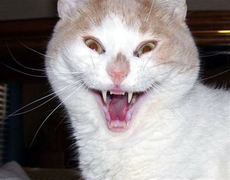 23 Derpy Cat Smiles That Will Brighten Up Your Day Thecatsite Articles