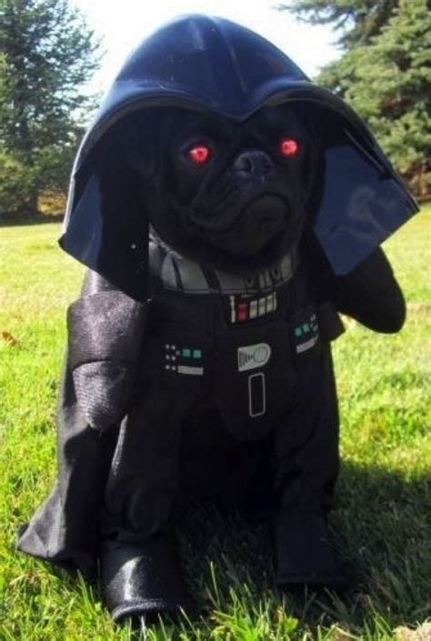 20 Pugs Dressed As Yoda And Darth Vader