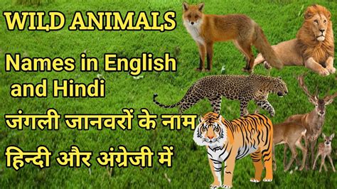 Wild Animals Names जंगली जानवरों के नाम Wild Animals Names Hindi