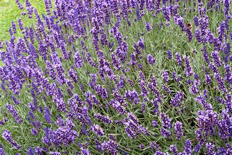 Lavandula Angustifolia English Lavender In Flower Plant And Flower