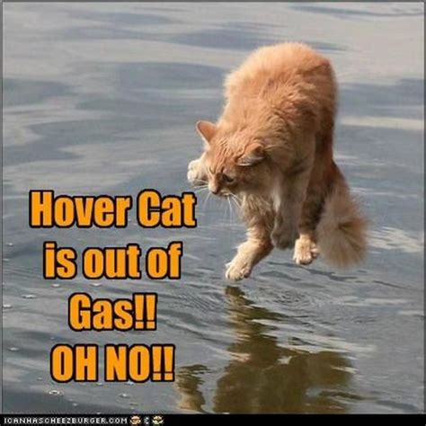 Hover Cat Hover Cat Snoopy Cat Funny Animals
