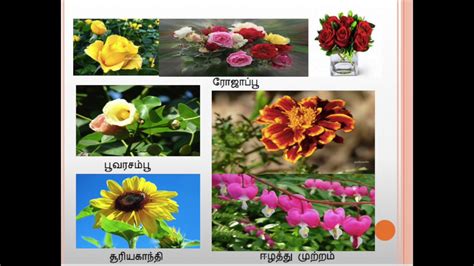 Flowers Names And Images In Tamil Best Flower Site