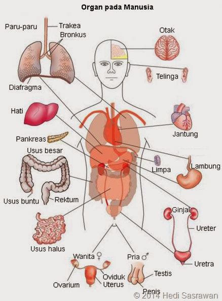 Anatomi Tubuh Manusia Penjelasan Lengkap