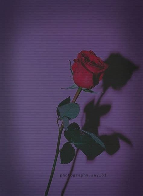 Pin By Joel On Photos Aesthetic Roses Rose Wallpaper