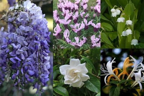 10 best fragrant flowers to plant that smell good for garden florgeous