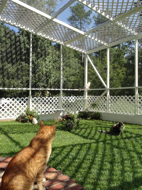 Safe And Smart Organized Outdoor Cat Areas Outdoor Cat Enclosure Cat