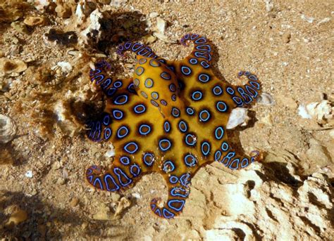 Blue Ringed Octopus Venomous And Beautiful Mollusk 1136 Words Essay