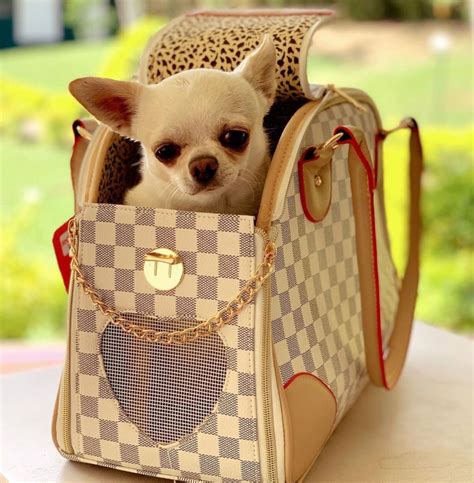 Bag To Carry Chihuahua Vanjoneswifeage