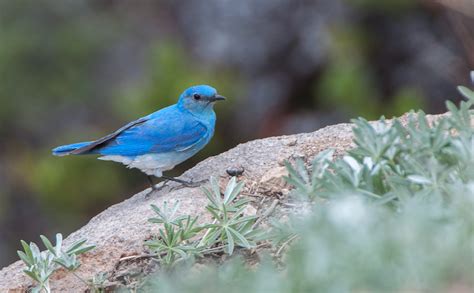 Mountain Bluebirds At Lassen Volcanic National Park Focusing On Wildlife