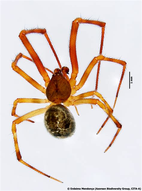Parasteatoda Tepidariorum Cl Koch 1841 European House Spider