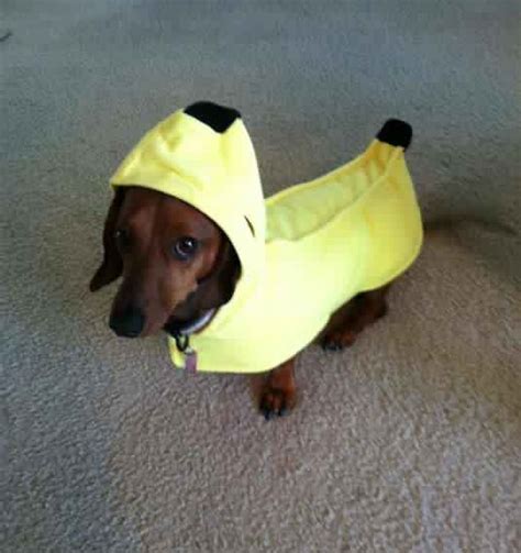 19 Costumes That Prove Dachshunds Always Win At Halloween