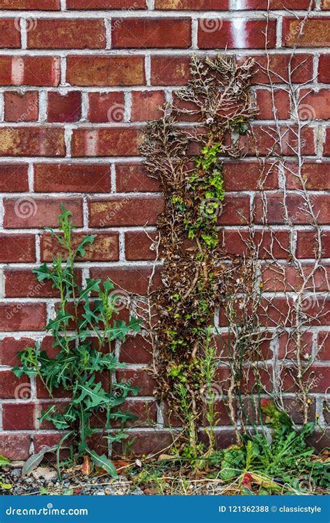 Weeds And Plants Growing Up A Brick Wall Stock Photo Image Of Aged