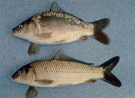 species profile common carp