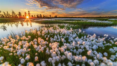 closeup view of white dandelion flowers green grass field lake reflection on water trees during