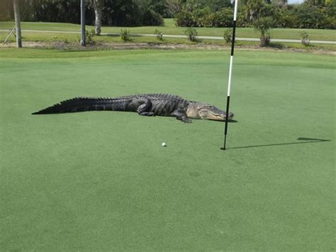 Huge 13ft Alligator Spotted On Florida Golf Course The Independent