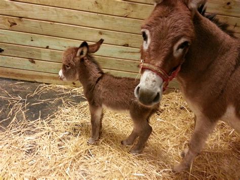 Brayfields Registered Miniature Donkeys Cute Donkey Animals Wild Donkey