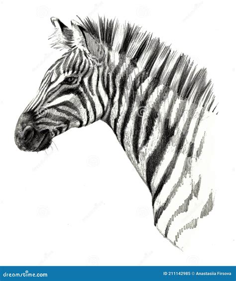 Drawing Detailed Zebra Head Isolated On White Background Stock