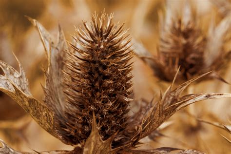 Brown Thistle Free Stock Photo Public Domain Pictures